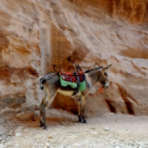 little donkey, Petra
