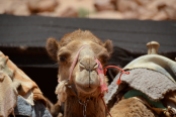 camel in Wadi Rum