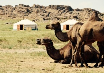camels at the Gobi camp