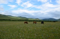 roaming cows